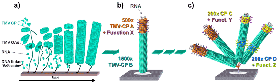 Grafik konnte nicht angezeigt werden (Ortsselektive <em>'Bottom-up'</em>-Assemblierung gerader und verzweigter Tabakmosaikvirus-Derivate)