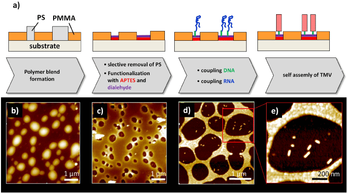 Grafik konnte nicht angezeigt werden (Schema Funktionalisierung und Self-Assembly mit AFM-Aufnahmen)