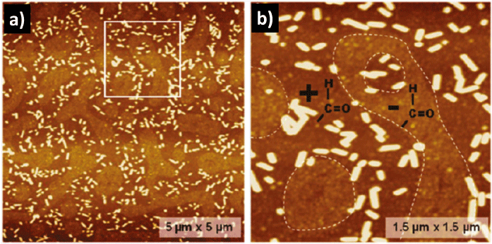 Grafik konnte nicht angezeigt werden (AFM-Topographiebilder TMV-ähnlicher Trägerstäbchen)