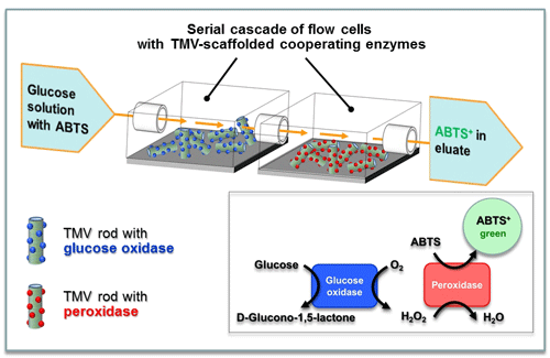 TMV-supported serial biosensing: layout and functional principle in microfluidic device
