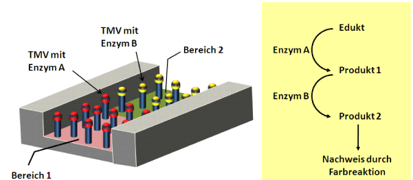 Grafik konnte nicht angezeigt werden (Aufbau und Funktionsprinzip TMV-basierter serieller Multiplex-Analytik)