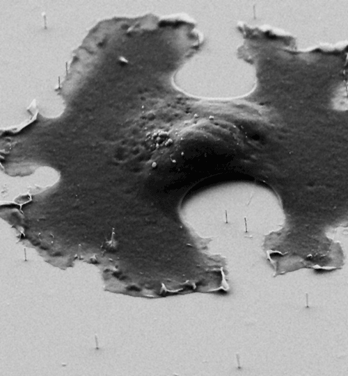 Eine eukaryotische Zelle, ausplattiert auf einem Nanoelektroden-Interface. Die teilisolierten Gold-Nanoelektroden haben einen Durchmesser von ca. 100 nm.