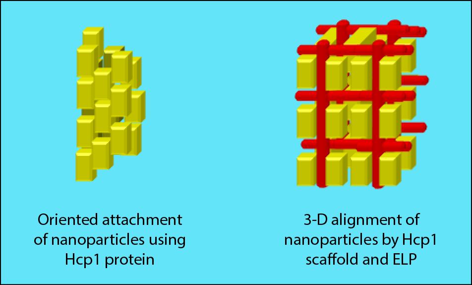 Scheme for the ordered structure formation of nanoparticles