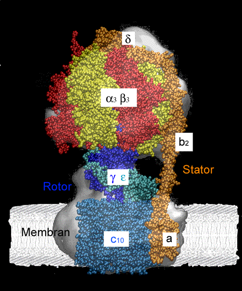 ZnO pillars grown on a heated Au film. The catalyst alloy consisting of Au and Zn can be clearly seen as droplet-like structure on top of each pillar